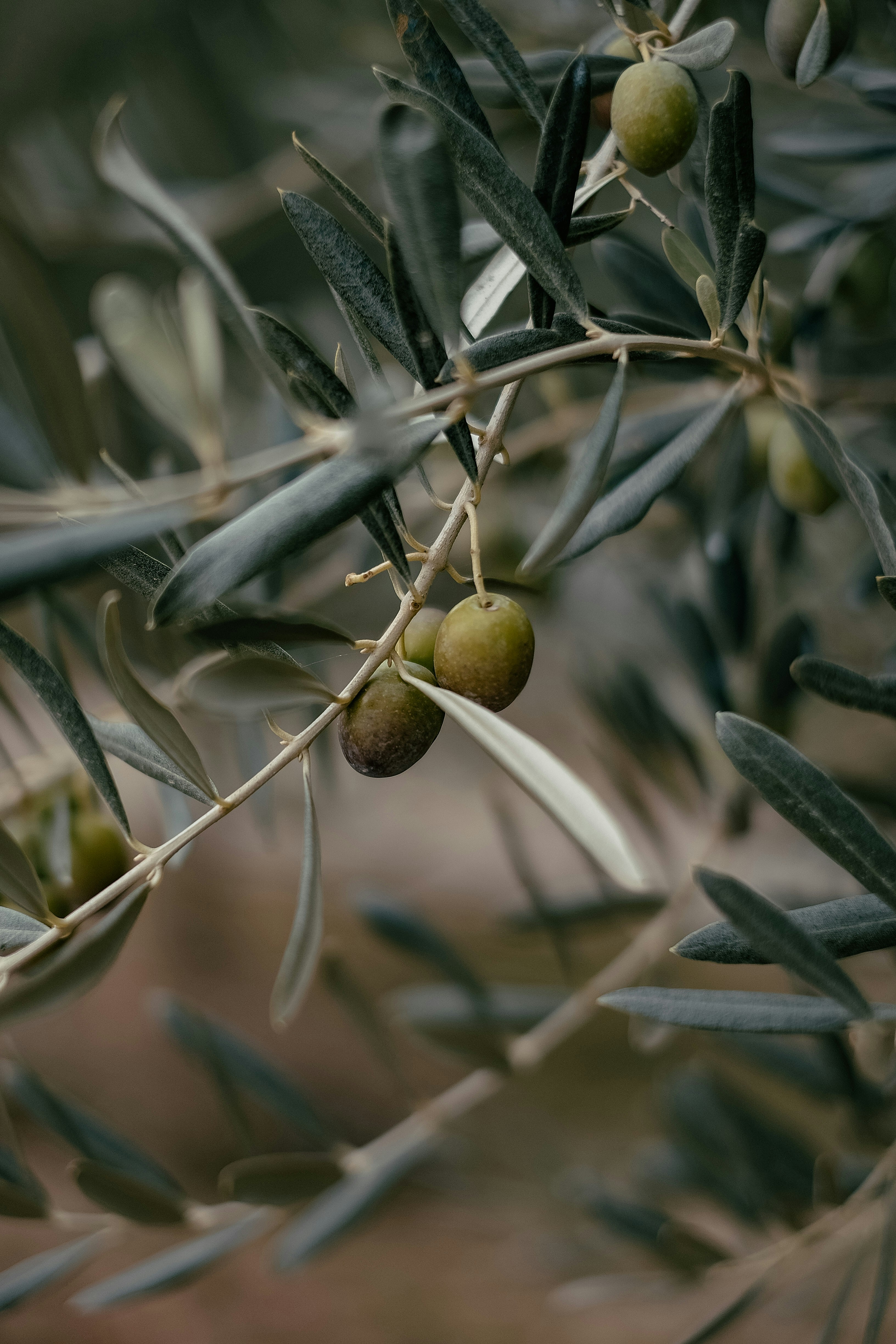 The Path of the Century-Old Olive Trees