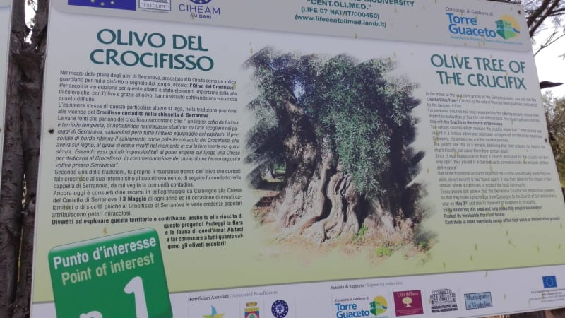 Path of the century-old olive trees