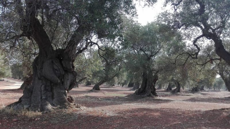 Path of the century-old olive trees