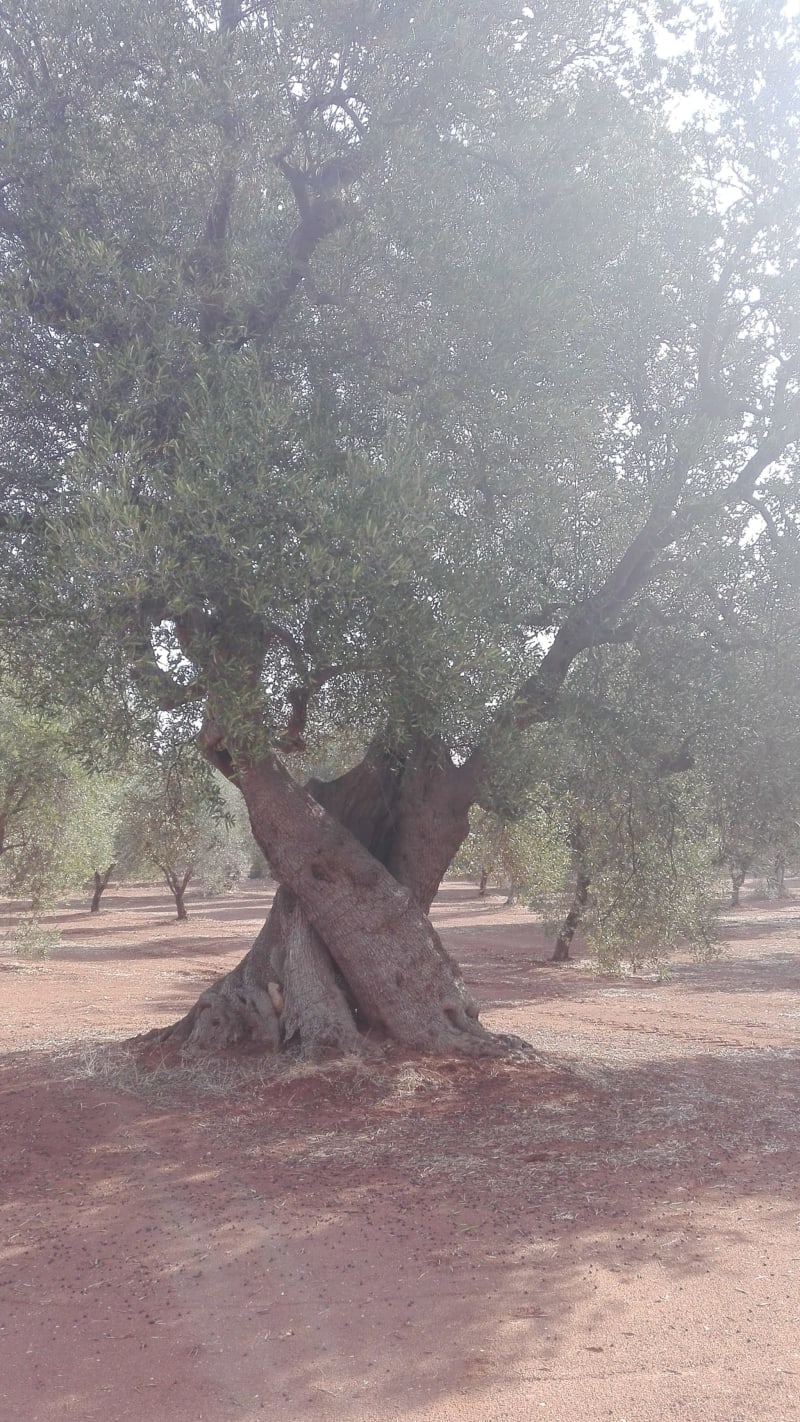 Path of the century-old olive trees