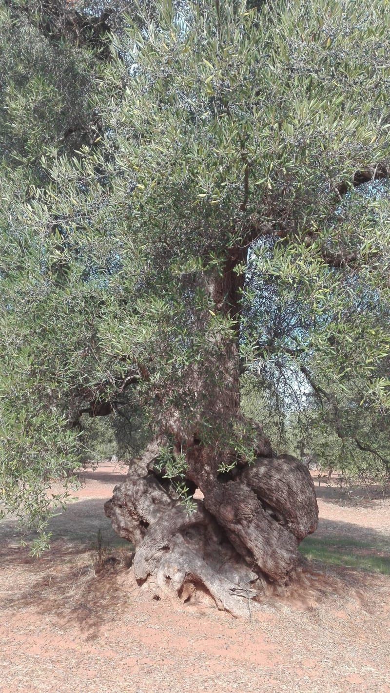 Path of the century-old olive trees