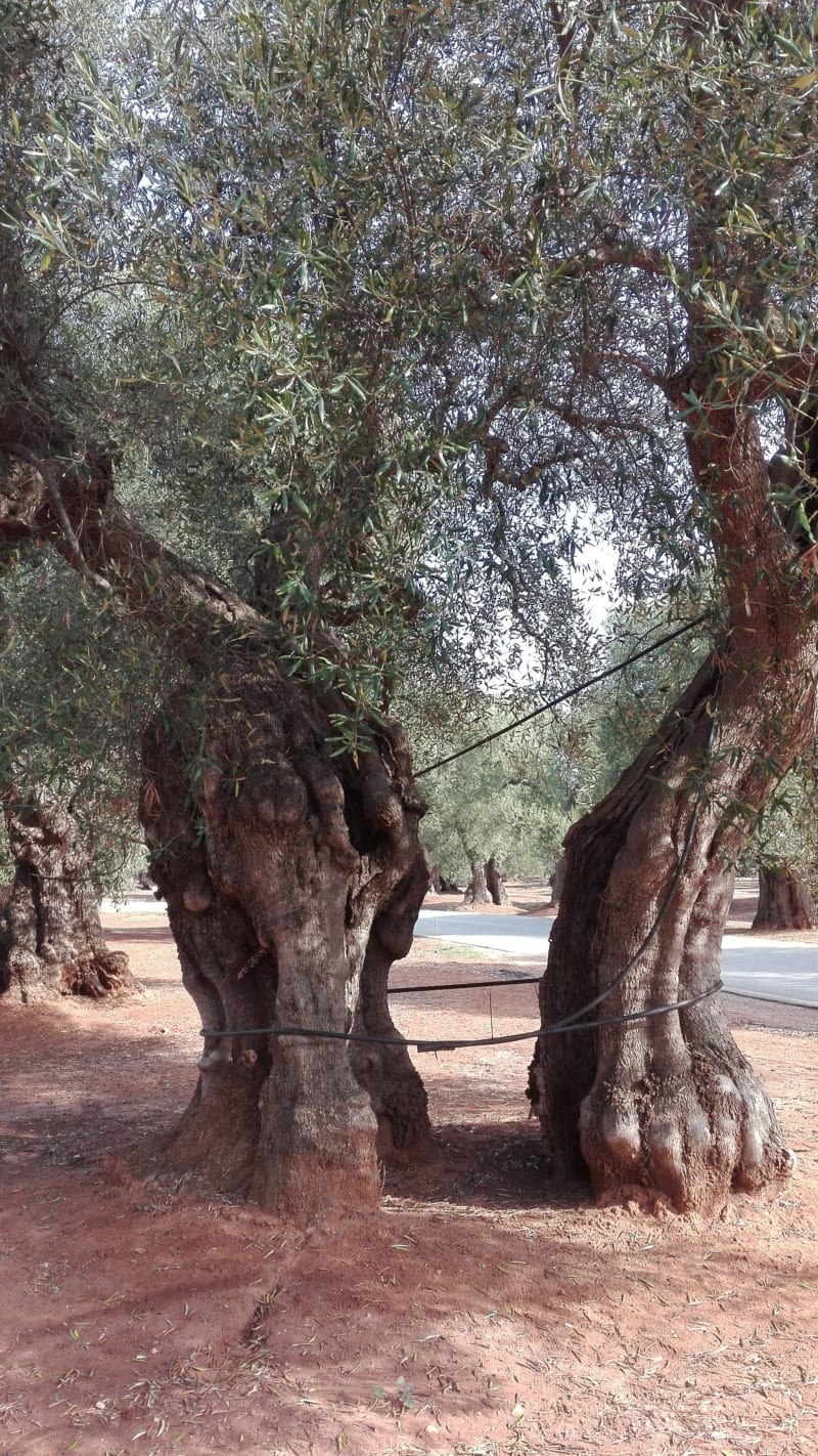 Path of the century-old olive trees