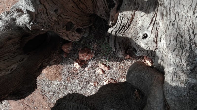 Path of the century-old olive trees