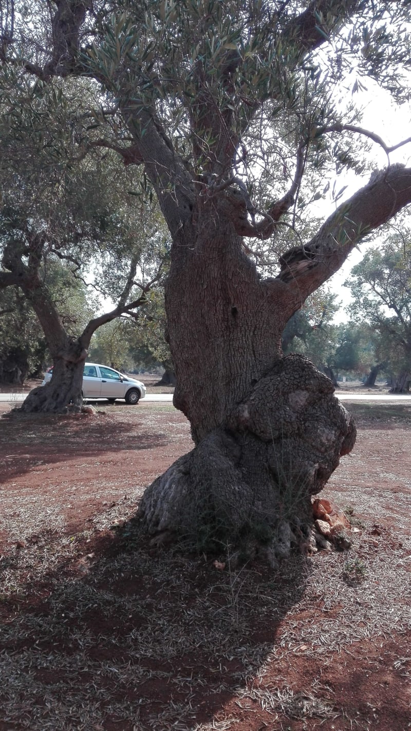 Path of the century-old olive trees