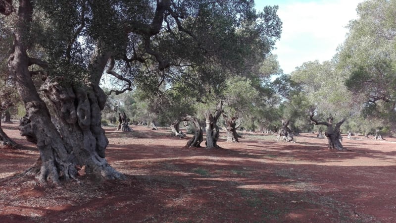 Path of the century-old olive trees