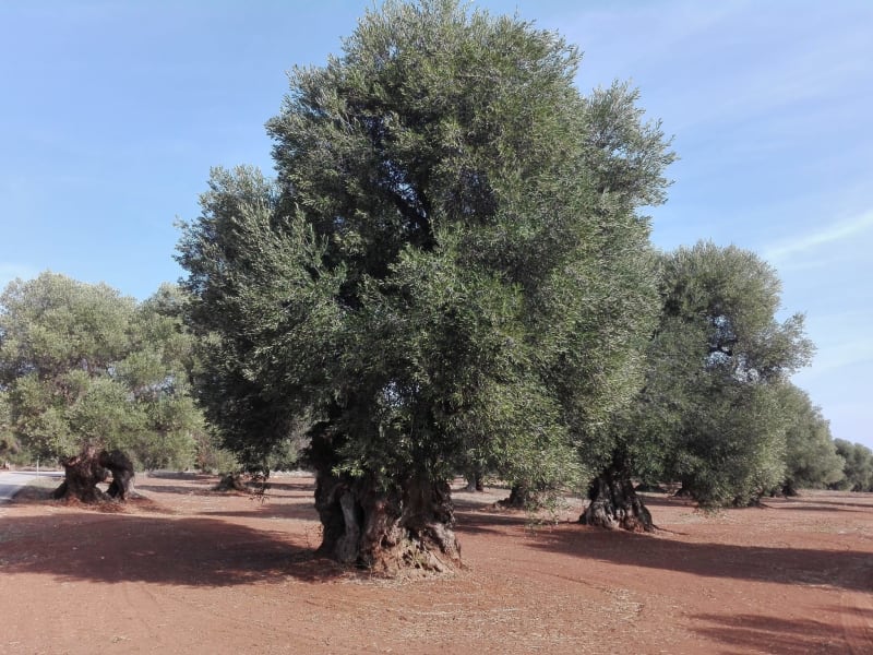 Path of the century-old olive trees