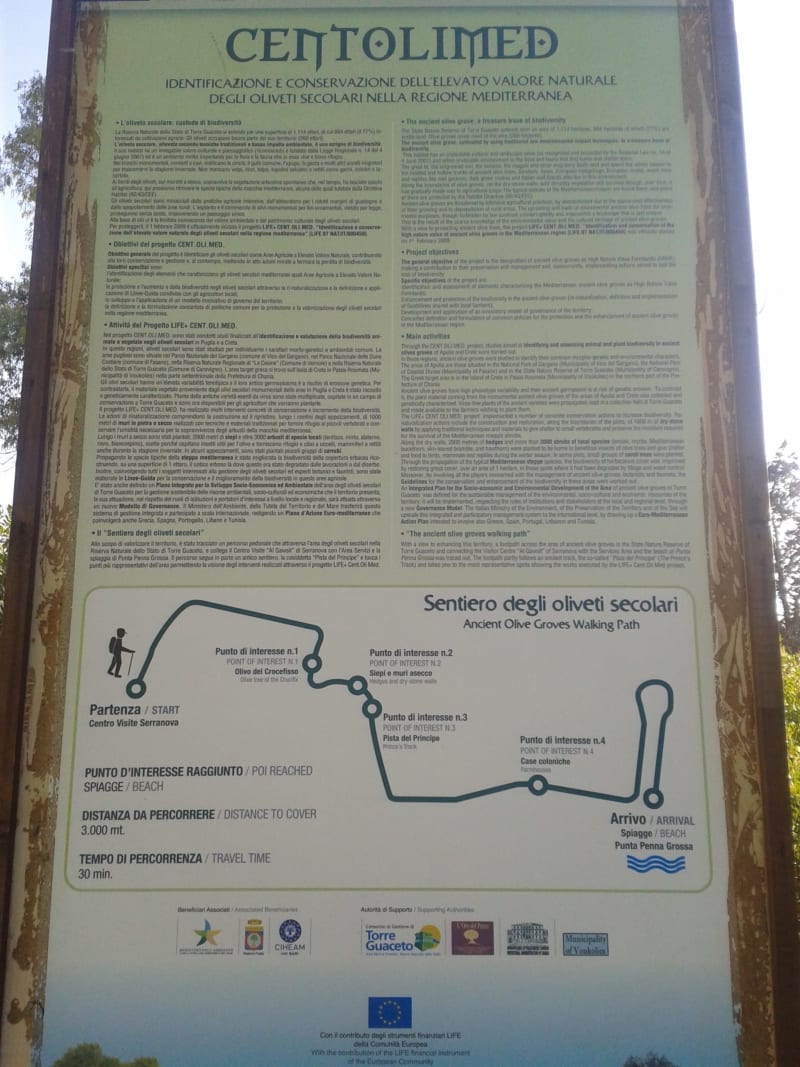 Path of the century-old olive trees