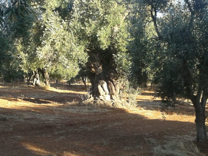 Path of the century-old olive trees