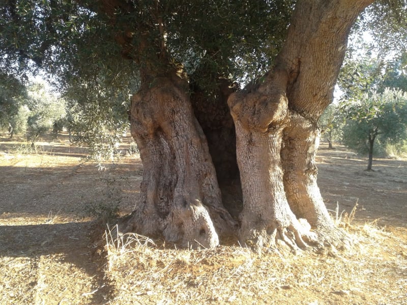 Path of the century-old olive trees