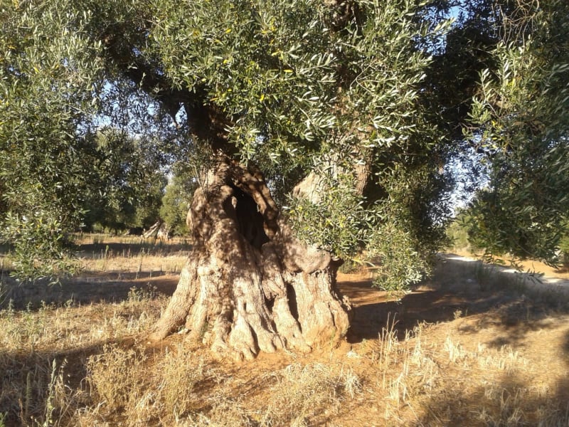 Path of the century-old olive trees