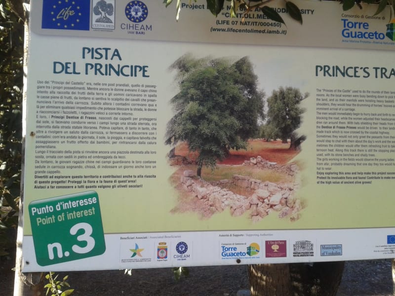 Path of the century-old olive trees