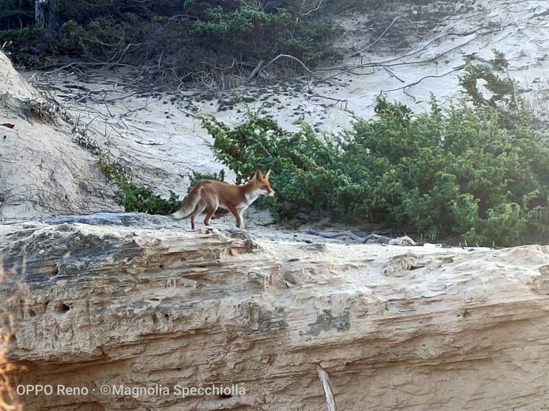 The Fox at Torre Guaceto