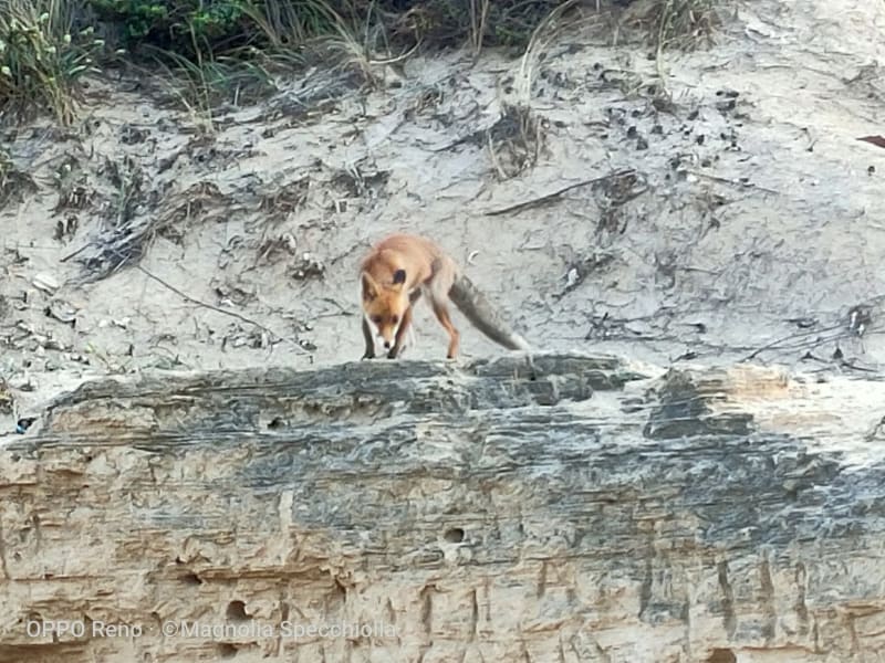 The Fox at Torre Guaceto
