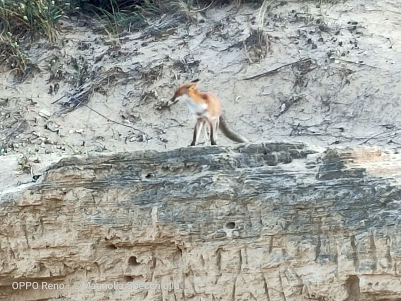 The Fox at Torre Guaceto