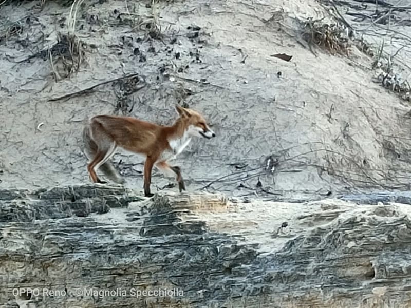 The Fox at Torre Guaceto