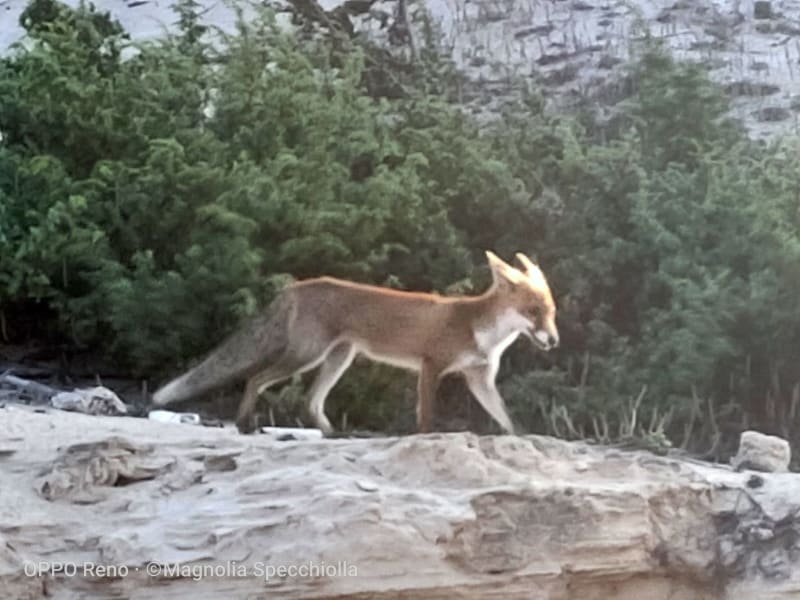 The Fox at Torre Guaceto