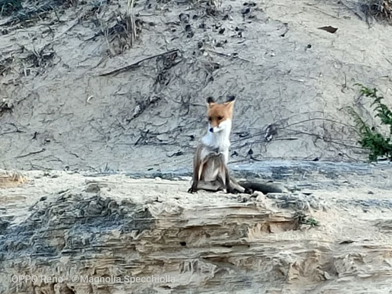 The Fox at Torre Guaceto