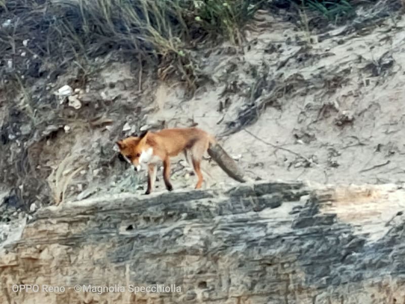 The Fox at Torre Guaceto