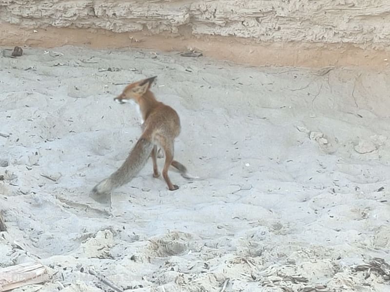 The Fox at Torre Guaceto