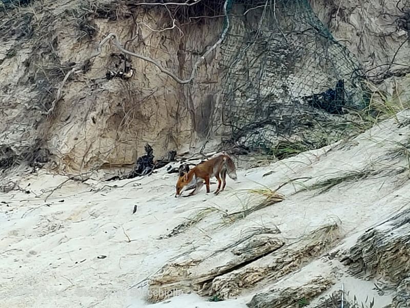 The Fox at Torre Guaceto