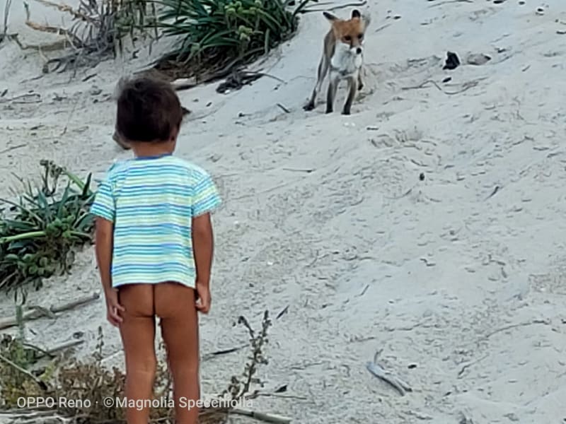 The Fox at Torre Guaceto