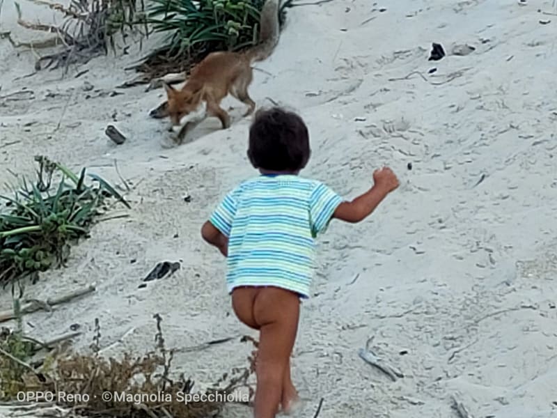 The Fox at Torre Guaceto