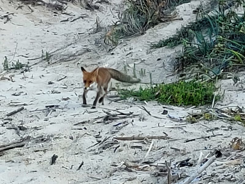 The Fox at Torre Guaceto