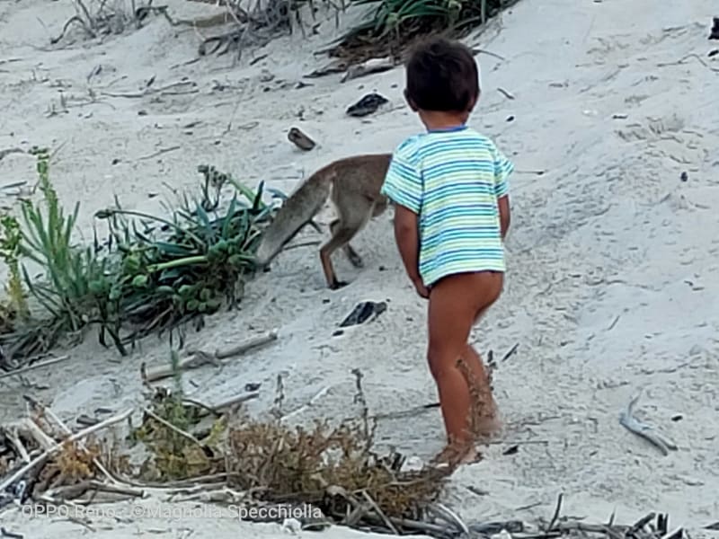 The Fox at Torre Guaceto